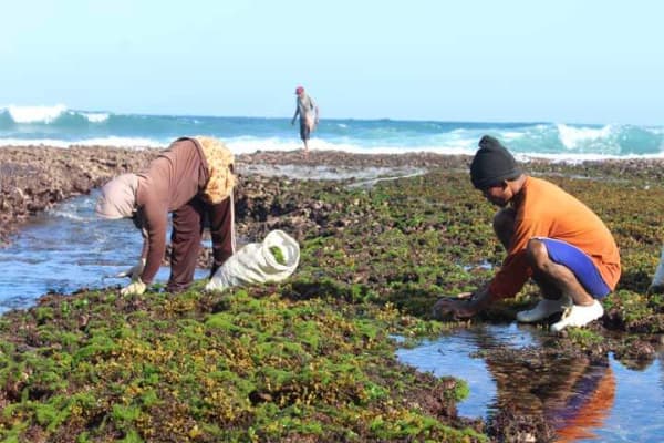 Playa Pantai Kukup Yogyakarta