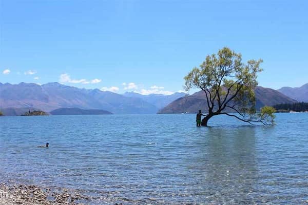 El famoso árbol de Wanaka