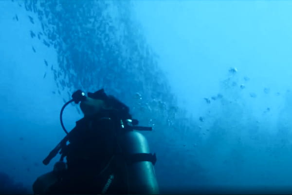 Banco de peces buceando en Komodo