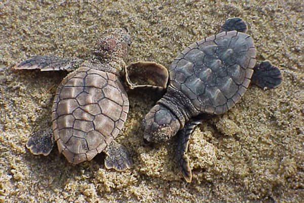 Bebes Tortuga