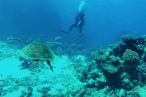 Buceando la Gran Barrera de Coral