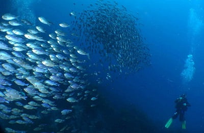 Buceo en las Poor Knights Islands y su historia Maorí