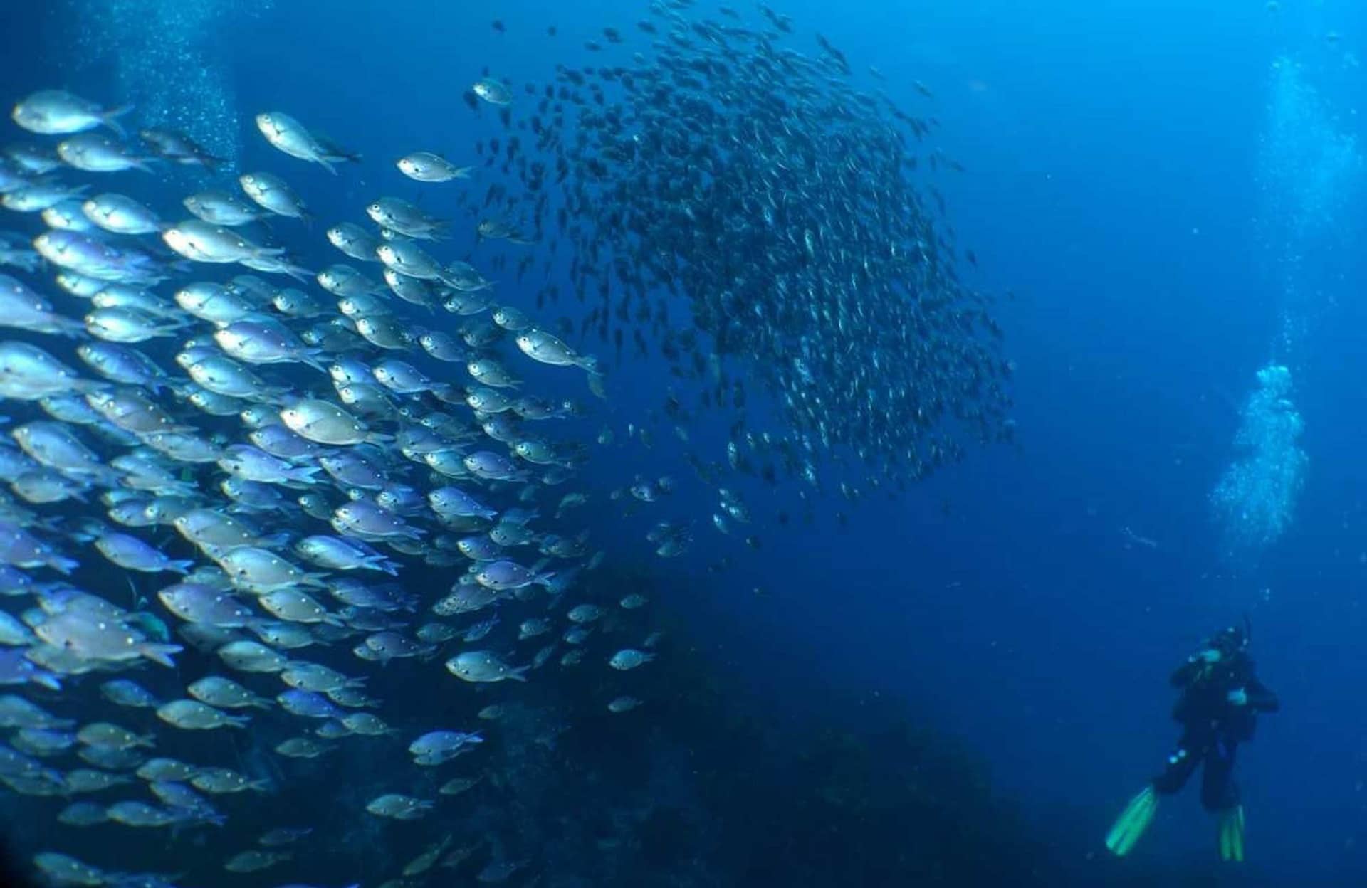 Buceo en las Poor Knights Islands y su historia Maorí