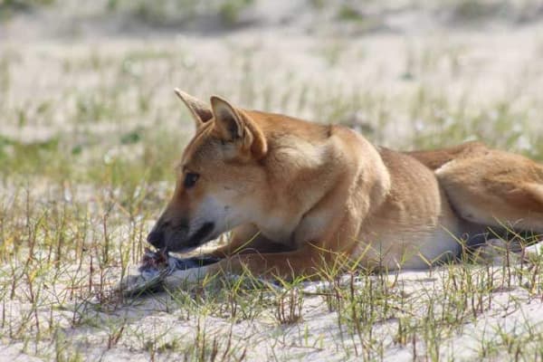 Un Dingo merendandose un pájaro