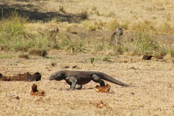 El famoso y temido Dragón de Komodo