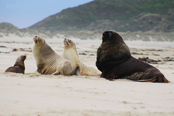 Compartiendo la playa de Surat Bay con una familia de leones marinos