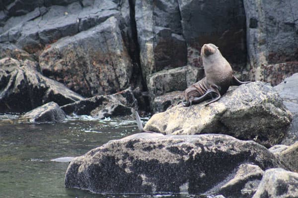 Foca en una roca Milford Sound