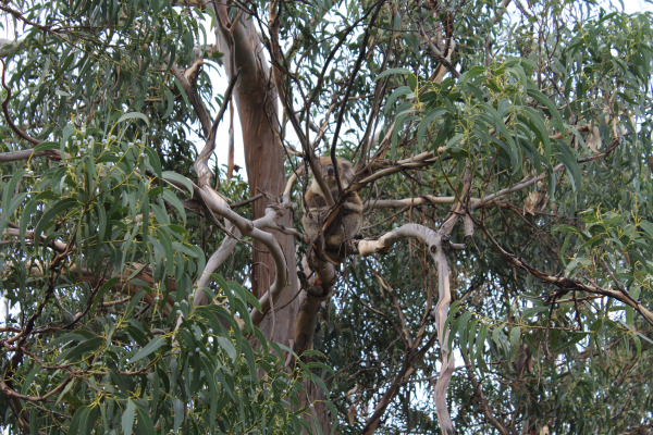 Koala en la Great Ocean Road