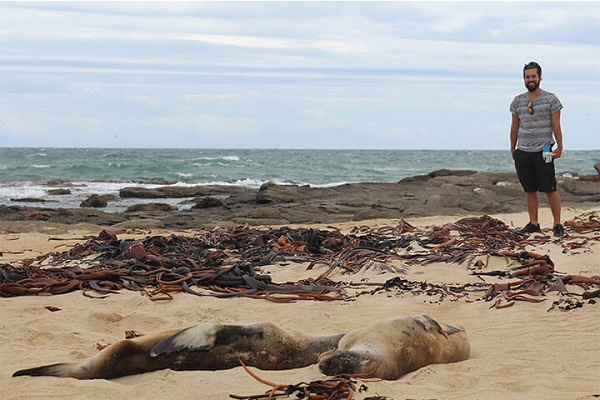 Unos leones marinos tomando el sol en Waipapa point