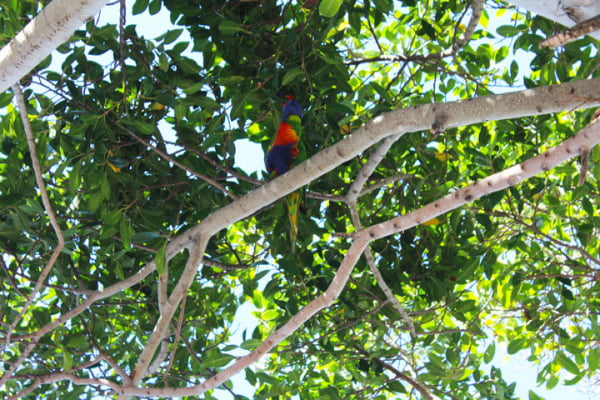 Un loro colorido en los Royal Botanic Gardens de Sidney