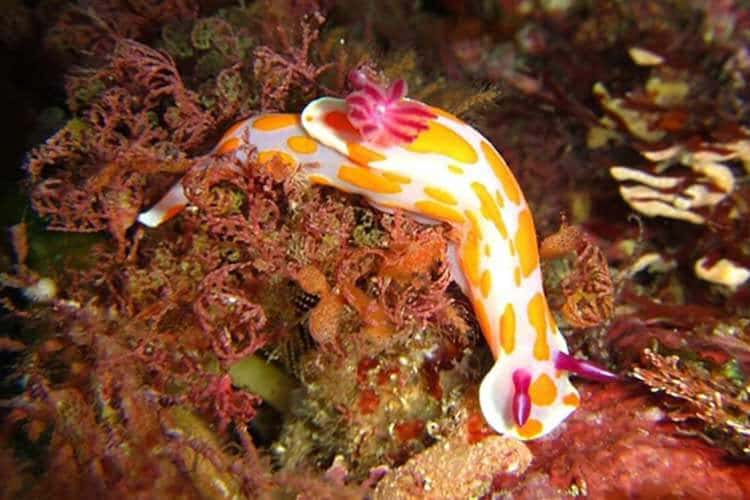 Nudibranch en las Poor Knigths Nueva Zelanda