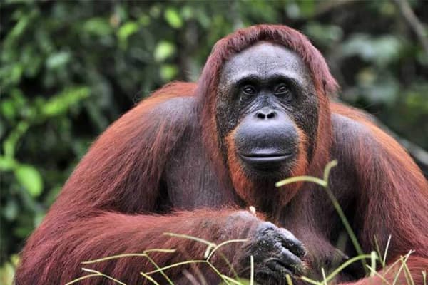 Orangután de Sumatra