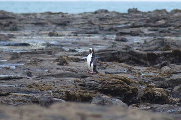 Al ponerse el sol los pingüinos de ojos amarillos adultos vuelven a sus nidos para alimentar a sus crías.